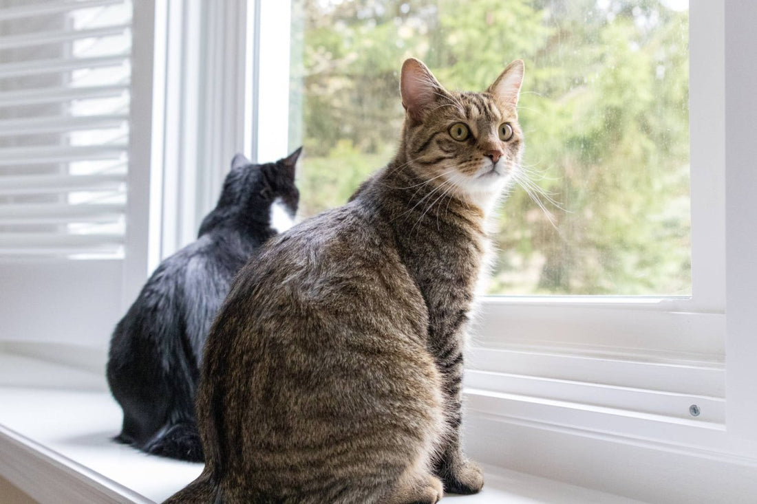 Zwei Kater am Fenster. Was ist besser, ein Kater oder eine Katze? Unterschiede