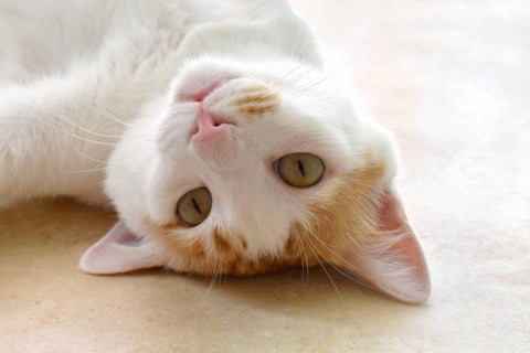 Katze rollt auf Boden: Wie lange dauert Rolligkeit? Symptome und was tun