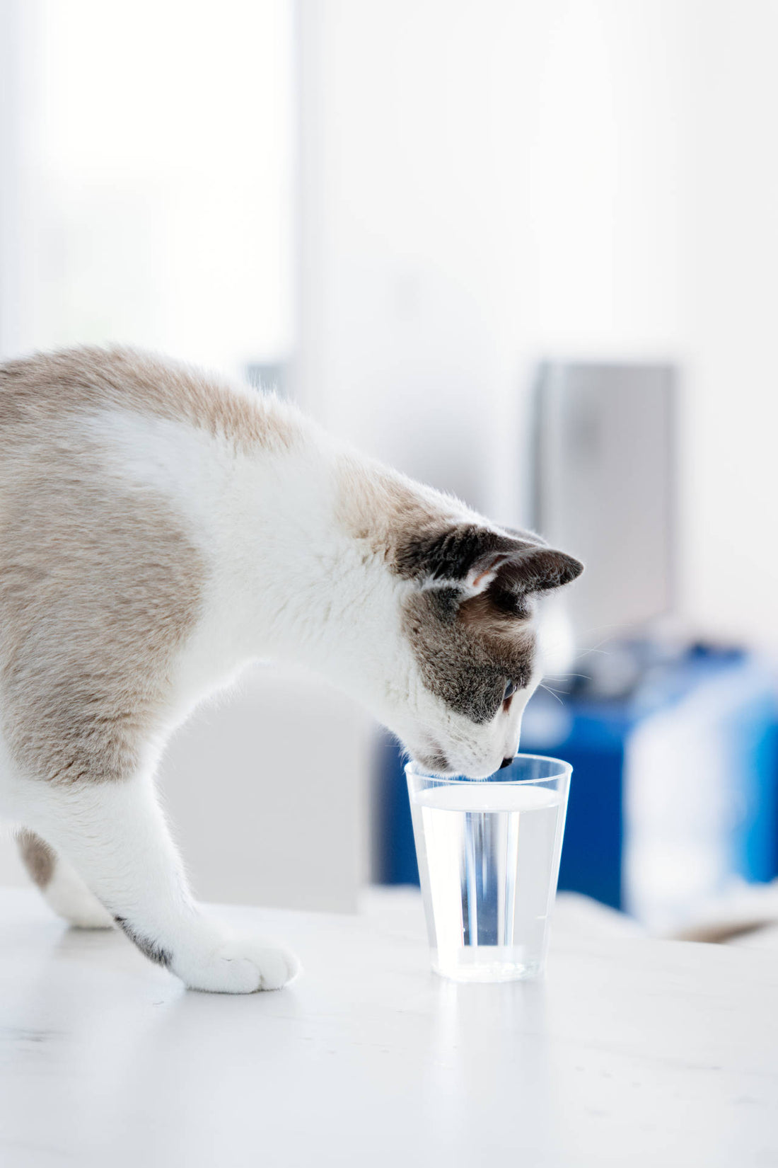 Meine Katze trinkt nicht: Wann du dir Sorgen machen musst