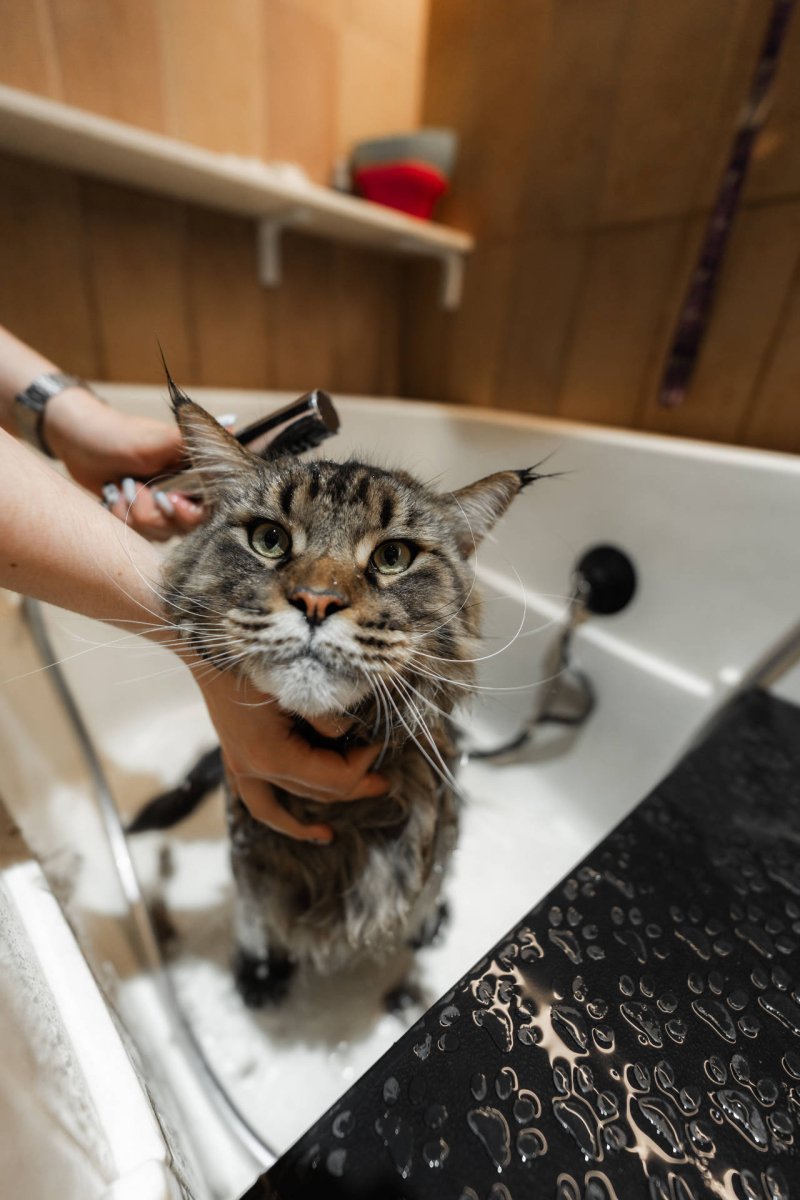Katze wird gewaschen in Badewanne - Shampoo auswählen. Wie oft baden. Stress vermeiden.