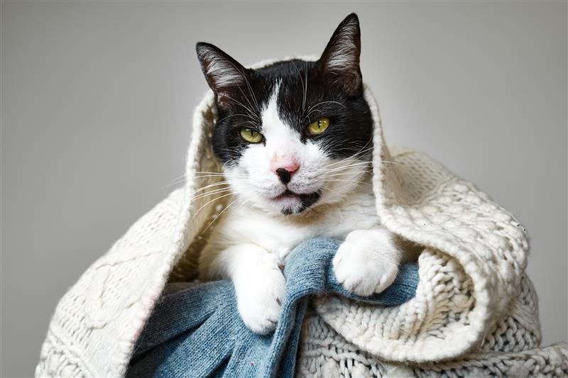 Katzen-Erkältung: Katze in einer Decke - Was tun, wenn deine Samtpfote schnupft?