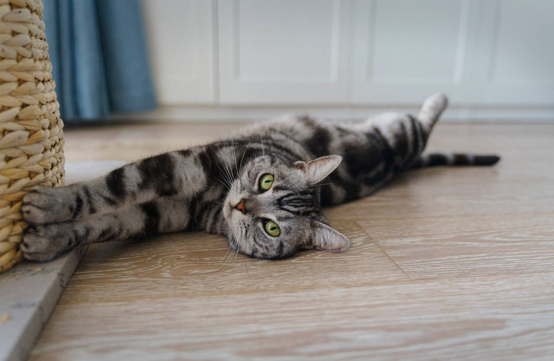 Katze rollt auf Boden. Wann kommt Tier in Pubertät: Symptome, typische Pubertätsprobleme