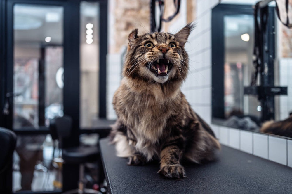 Katze zischt. Aggressive Katzen zähmen.