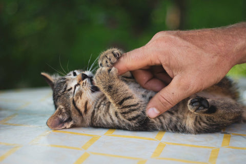 Katzenbabys erziehen: Wie dein Kitten ein Vorzeige-Samtpfötchen wird - ALPHAZOO