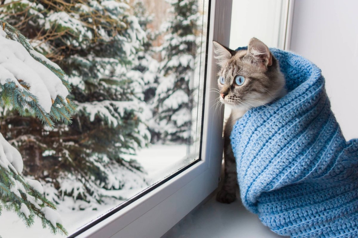 Katzen mit Decke am Fenster - Katzenschnupfen: Ursachen, Symptome