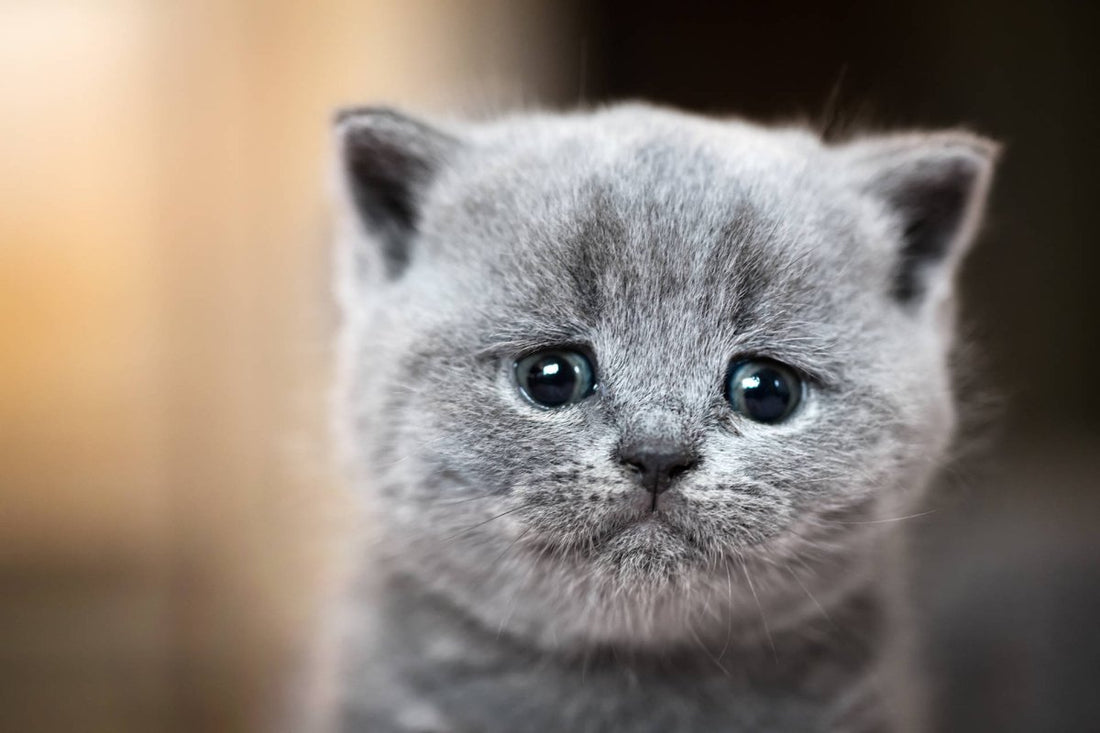 Können Katzen weinen? Ein Mythos mit vielen Emotionen - ALPHAZOO