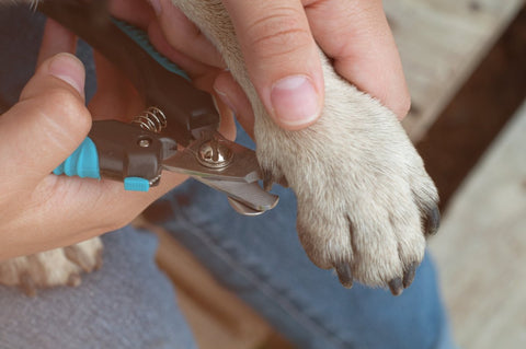 Krallen bei Hunden – warum sie so wichtig sind