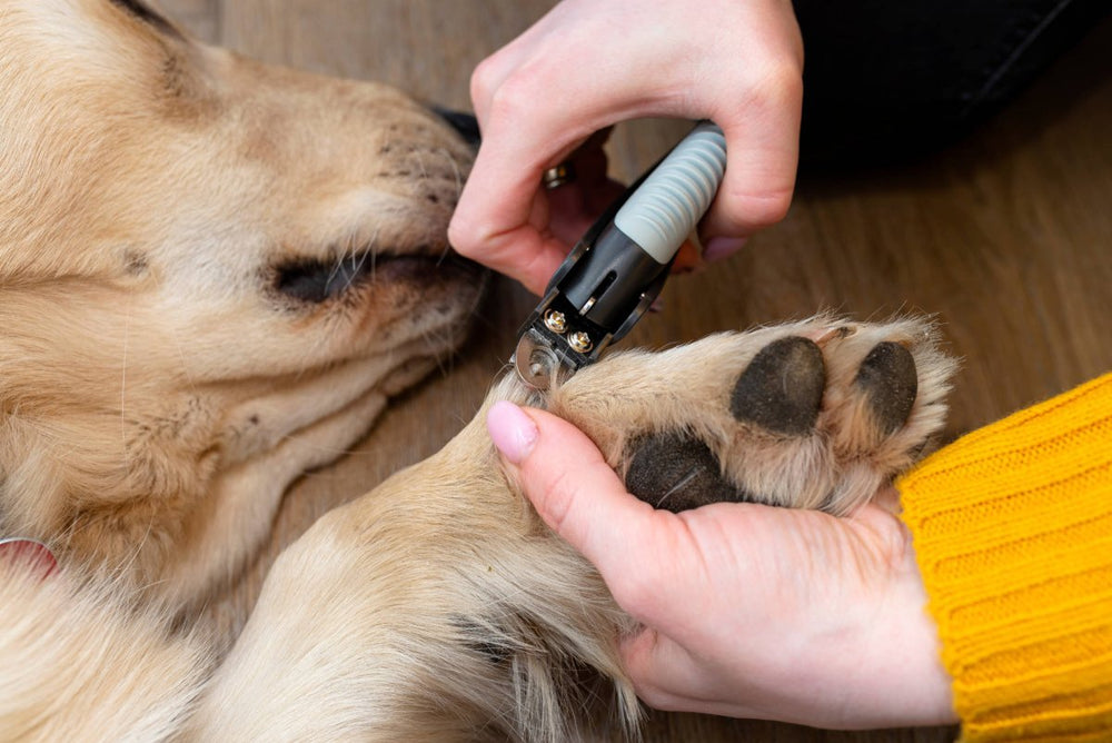 Dem Hund werden die Krallen geschnitten - Krallen schneiden beim Hund: Tipps, Anleitung und was du beachten musst