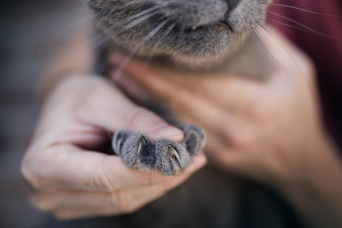 Krallen schneiden bei Katzen: Muss das wirklich sein?