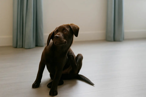 When it itches and crawls: All about mites in dogs