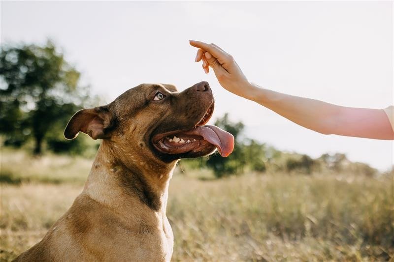 Leckerlis im Training: So wird jede Belohnung zum Motivations-Booster