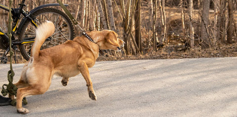 Hund zieht an der Leine - Strategien für entspannte Spaziergänge