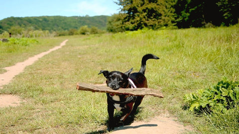 Gesunder Hund rennt mit dem Stock im Mund - Lernen bei Hunden