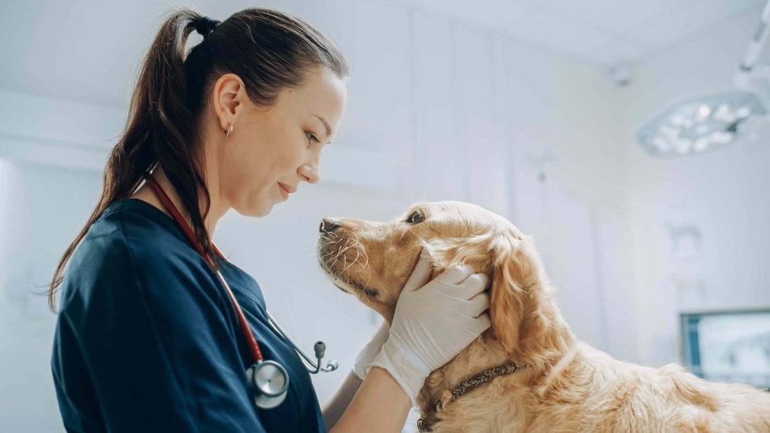 Tierarzt und Hund - Magendrehung bei Hund