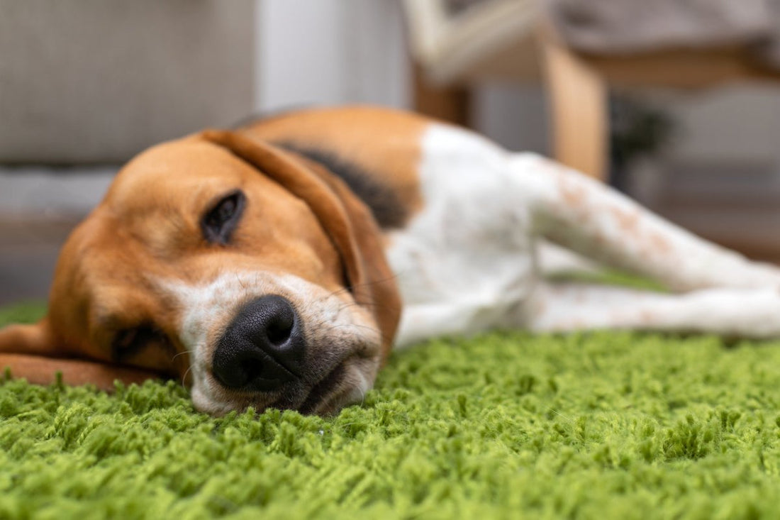 Magenprobleme beim Hund: was du tun kannst - ALPHAZOO