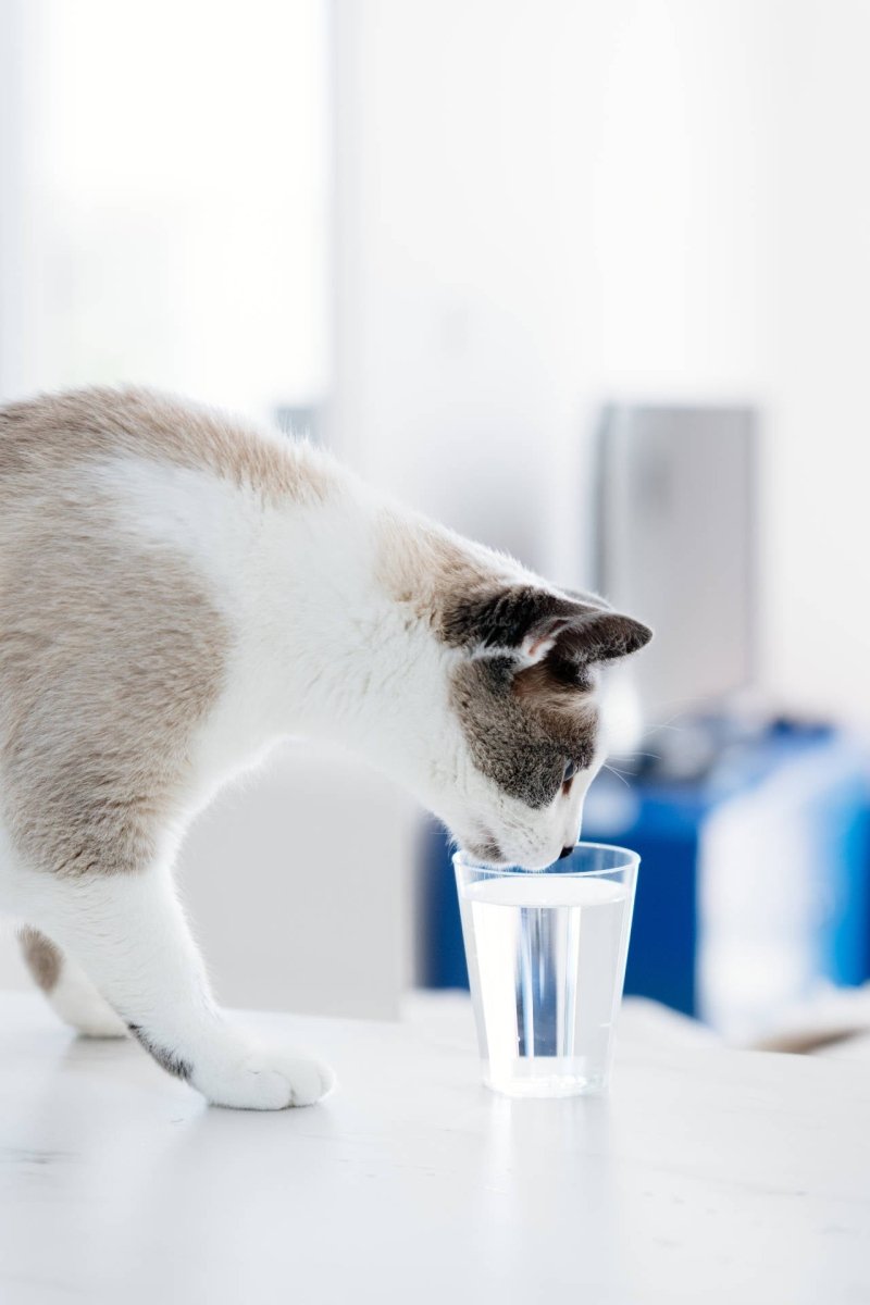 Katze trinkt aus Glas. Warum Katze zu wenig oder gar nicht trinkt? Mögliche Ursachen und Lösungen