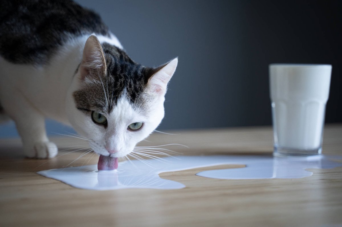Katze leckt Milch von Boden ab - Darf der Klassiker in den Napf oder besser nicht?