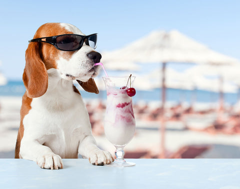 Sollten Hunde Milch trinken?,ALPHAZOO