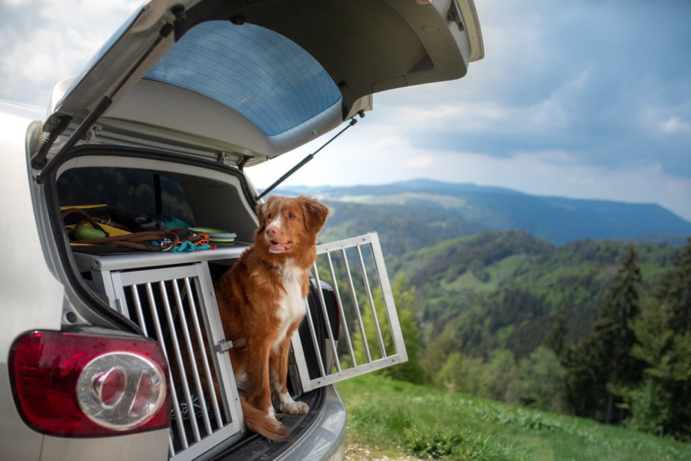 Mit dem Auto und Hund verreisen - So wird die Reise stressfrei und sicher - ALPHAZOO