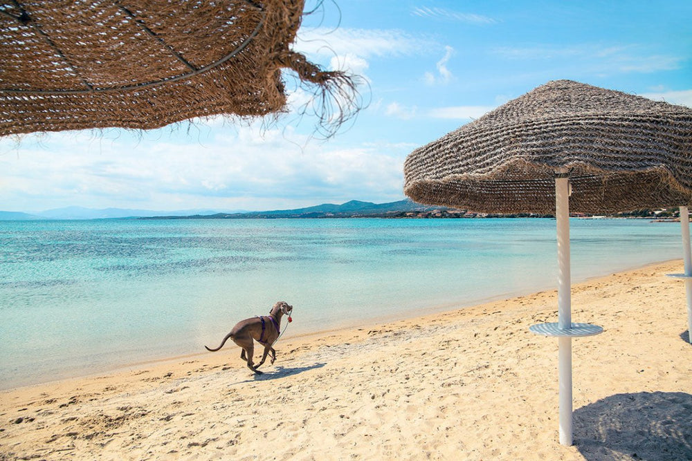 Hund rennt auf dem Strand - Mittelmeerkrankheiten bei Hunden: Symptome, Risiken und Schutzmaßnahmen