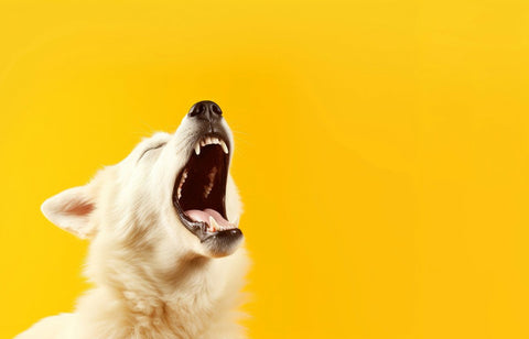 Hund mit geöffnetem Maul - Ursachen für Mundgeruch bei Hunden: Zahnpflege, Ernährung, Gesundheitsprobleme
