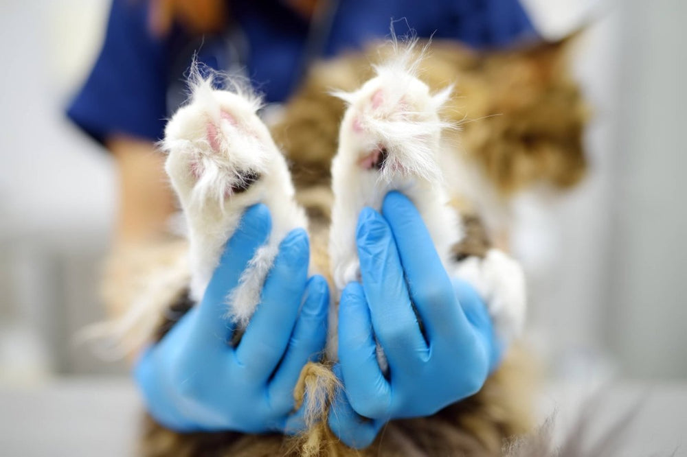 Muss ich meine Katze impfen? Alles, was du wissen musst - ALPHAZOO