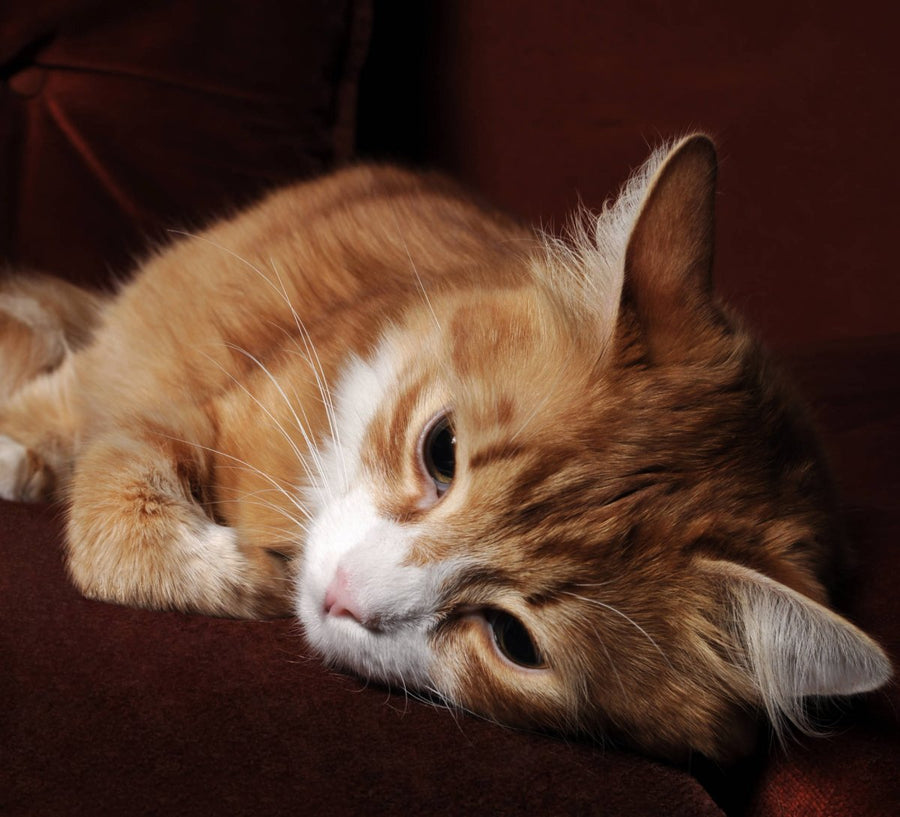 Kranke Katze liegt - Niereninsuffizienz: Stadien, Symptomen, Futterempfehlung