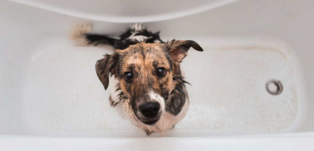 Noch ganz sauber? Hunde waschen – ja, nein, vielleicht? - ALPHAZOO