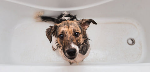 Hund mit nassem Fell in der Badewanne - Hunde waschen