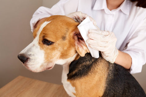 Frau reinigt Hund die Ohren - richtige Ohrenpflege für Hunde