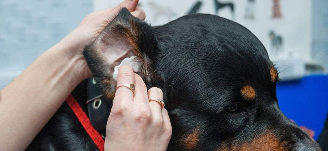 Tierarzt kontrolliert Ohren beim Hund - Ohrenentzündungen bei Hunden