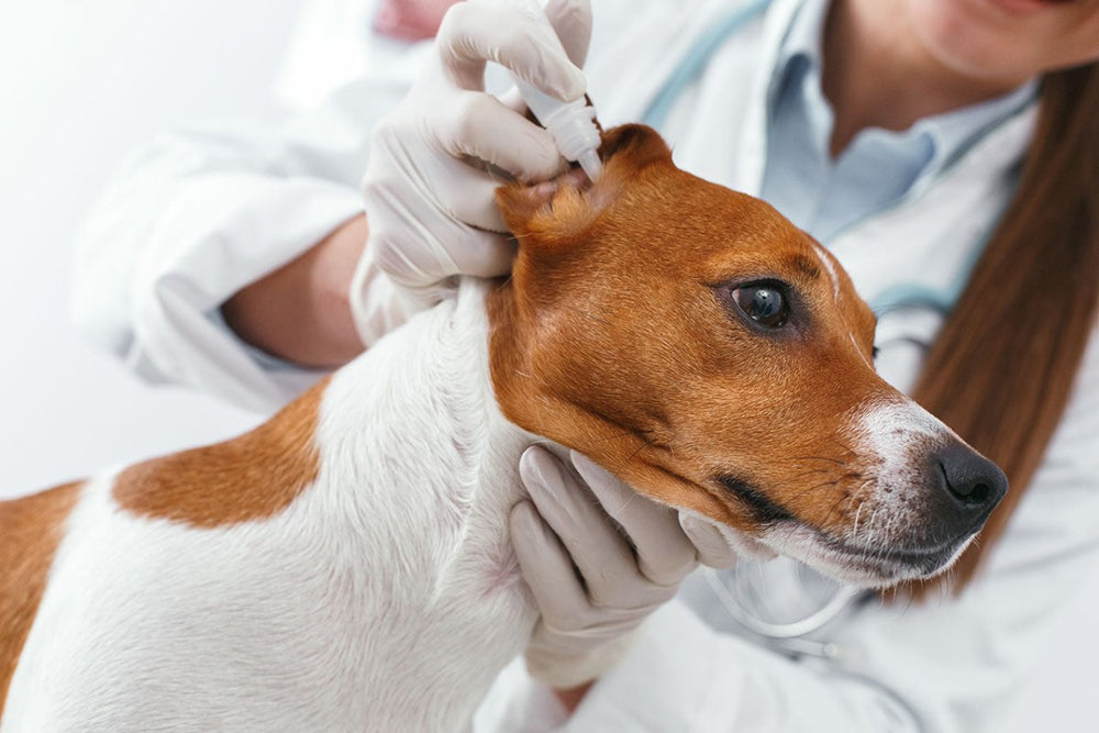 Frau gibt Hund Ohrentropfen - Ohrmilben bei Hunden behandeln: Symptome, Behandlung und Pflege-Tipps