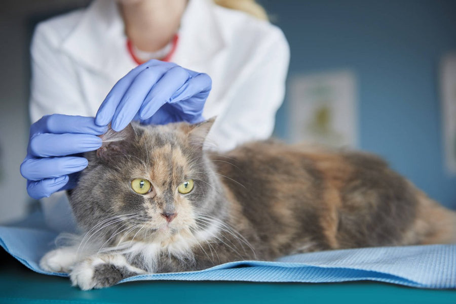 Katze wird von Tierarzt gecheckt. Ohrmilben bei Katzen erkennen, Ursachen wissen