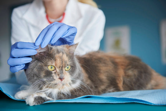 Ohrmilben bei Katzen: Unsichtbare Plagegeister mit großer Wirkung