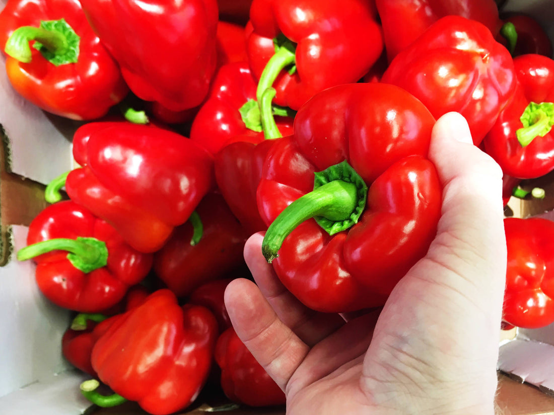 Paprika für Hunde: Darf dein Vierbeiner Paprika essen?