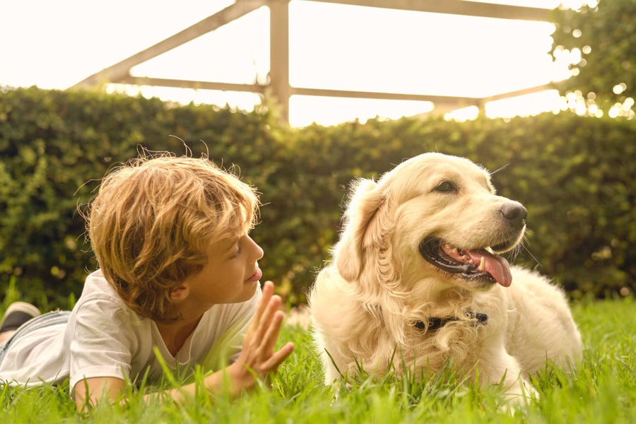 Perfekte Hunde für Kinder: So findest du den idealen Familienbegleiter - ALPHAZOO