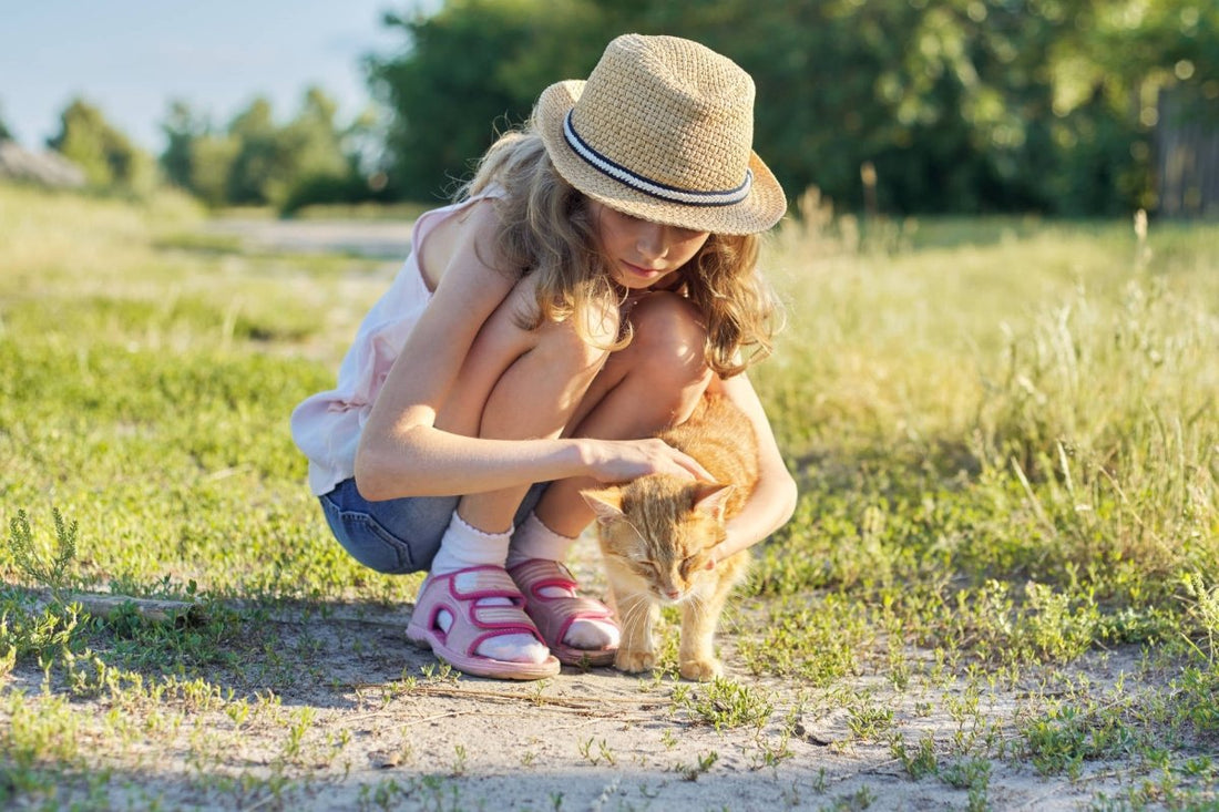Perfekte Katzen für Kinder: Ein flauschiger Freund fürs Leben - ALPHAZOO
