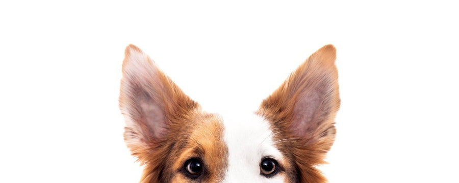 Pflege, Ausdruck, Krankheiten - Dein Guide für gesunde Hundeohren - ALPHAZOO