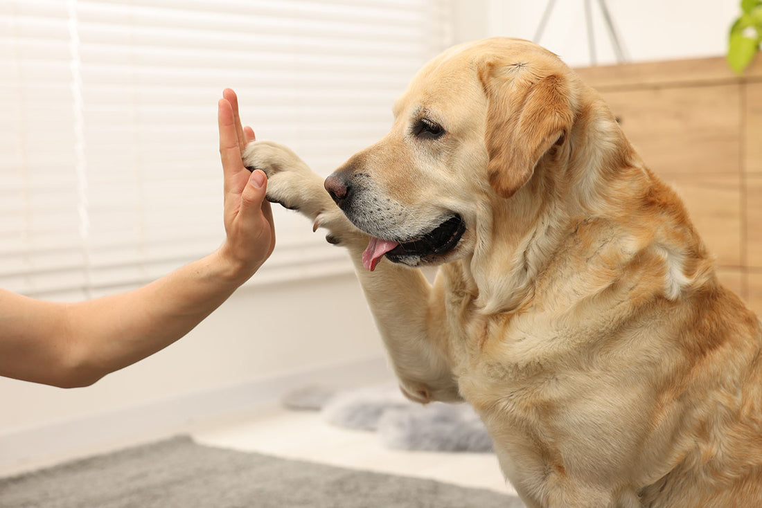 Pfotenpflege für Deinen Hund – Wie pflege ich richtig?