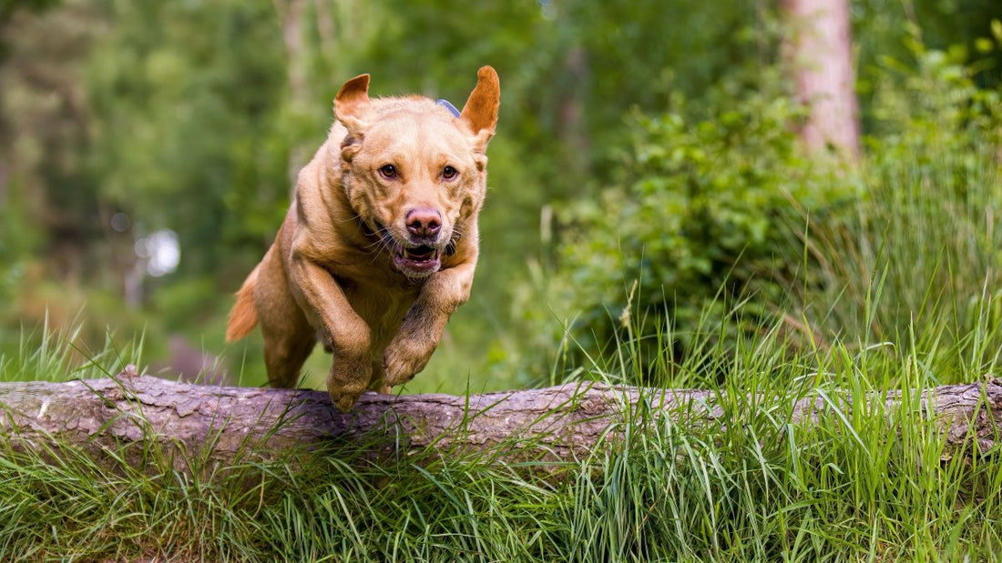 Pubertät bei Hunden - Rebellion der Junghunde - ALPHAZOO