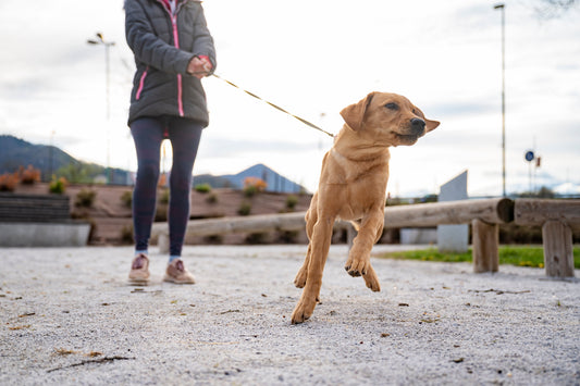 So bringst du deinem Hund bei, an lockerer Leine zu gehen