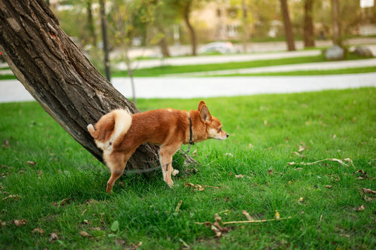 Warum scharren Hunde?