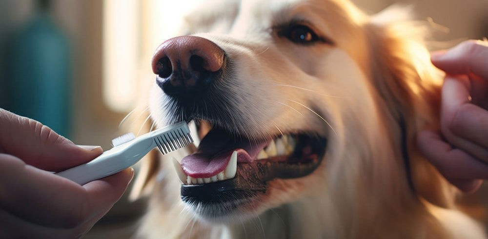 Mensch putzt Hund die Zähne mit Bürste - Zahnpflege beim Hund