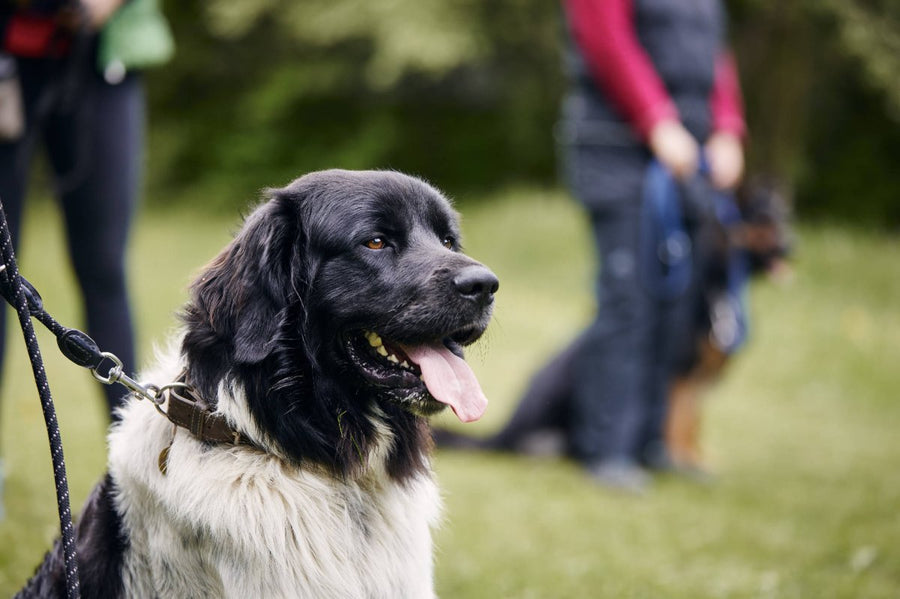 Glücklicher Hund an der Leine - Sachkundenachweis für Hundehalter erklärt