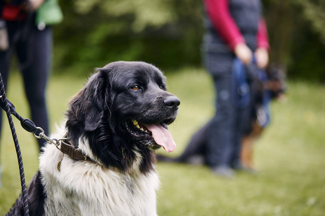 Sachkundenachweis Hund: Alles, was du wissen musst