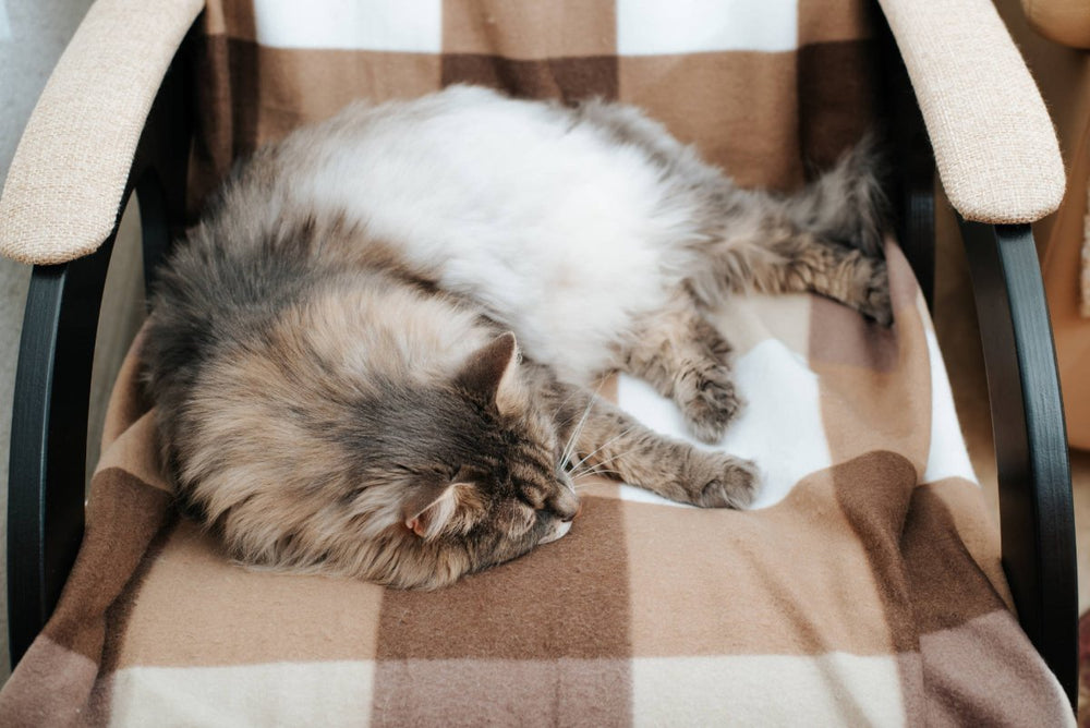 Schilddrüsenüberfunktion bei Katzen: So erkennst und behandelst du sie - ALPHAZOO