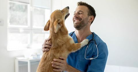 Tierarzt und gesunder Hund - Verstopfung bei Hunde lösen