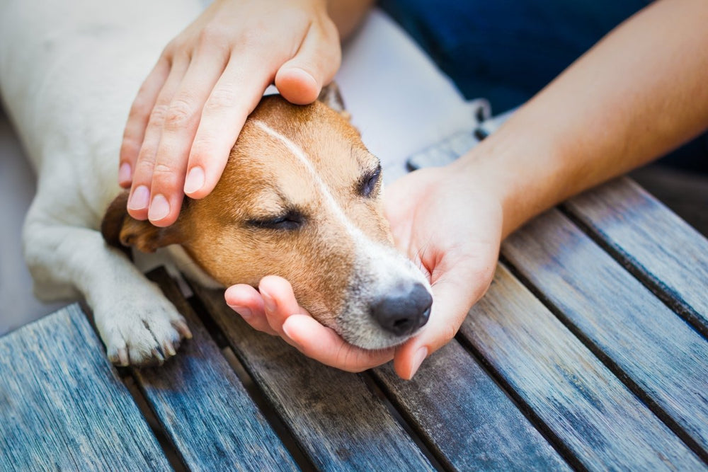 Schmerzen beim Hund erkennen – Anzeichen und Ursachen - ALPHAZOO