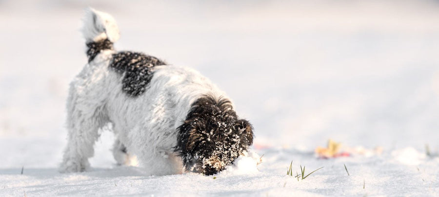 Hund frisst Schnee - muss man Hunden das Schneefressen abgewöhnen?
