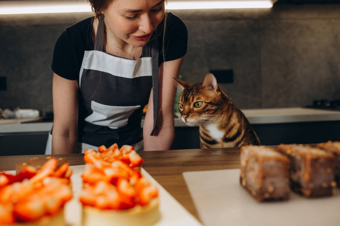 Schokolade für Katzen – Warum sie zur tödlichen Gefahr werden kann - ALPHAZOO